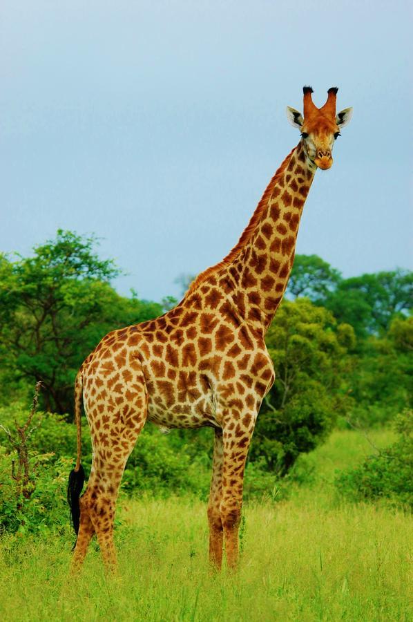 Legend Simba Safari - Legend Golf Safari Resort Golders Green Luaran gambar