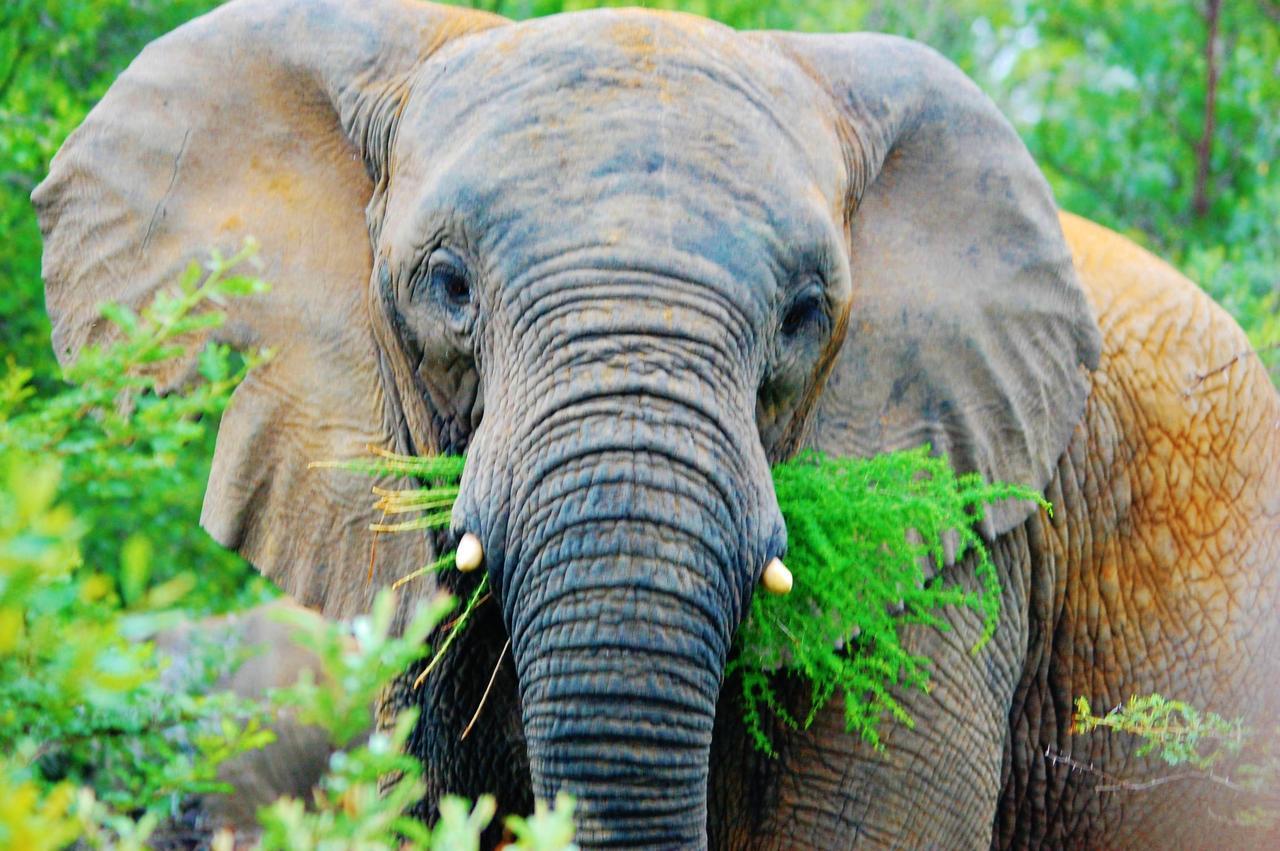 Legend Simba Safari - Legend Golf Safari Resort Golders Green Luaran gambar